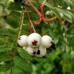 Sorbus koehneana Fruit