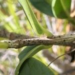 Oxera crassifolia 樹皮