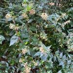 Abelia × grandiflora Lapas