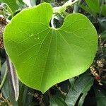 Aristolochia ringens Folio