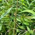 Plantago rugelii Folha