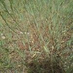 Polygonum equisetiforme List