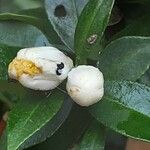 Citrus × aurantiifolia പുഷ്പം