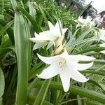 Crinum latifolium फूल