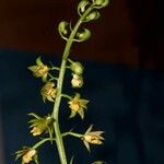 Eulophia moratii Blüte