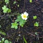 Trollius laxus Blüte