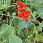 Scutellaria incarnata Flower