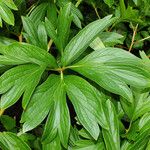 Paeonia peregrina Blad