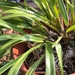 Cymbidium aloifolium Leaf