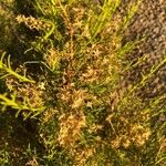 Baccharis sarothroides Flower