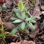 Arabis ciliata Tervik taim