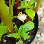Impatiens balsamina Flor