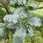 Sorbus mougeotii Levél