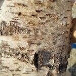 Betula pendula 樹皮