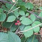 Rubus gratus Frukt