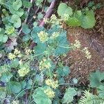 Alchemilla glabra Blüte