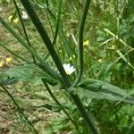 Knautia integrifolia Leaf