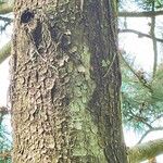 Pinus heldreichii Casca