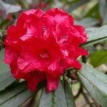 Rhododendron barbatum Flor