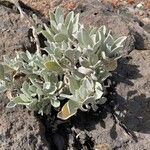 Helichrysum obconicum Hoja