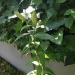 Lilium lancifolium Leaf