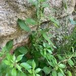 Parietaria judaica Habit