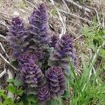 Ajuga pyramidalisFiore