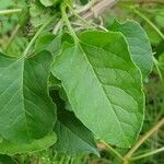 Fallopia baldschuanica Levél