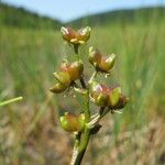 Scheuchzeria palustris Gyümölcs