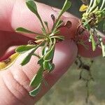 Globularia cordifoliaFrunză