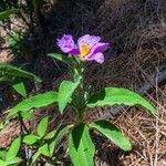 Cistus symphytifolius Květ
