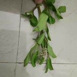 Gomphrena serrata Leaf