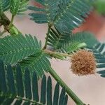 Mimosa polycarpa Habitus