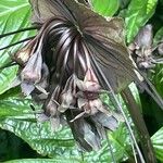 Tacca chantrieri Flower