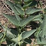 Cucurbita foetidissima Blad