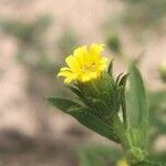 Dittrichia graveolens Flower