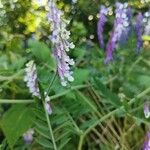 Vicia dasycarpa 葉