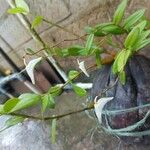 Dendrobium crumenatum 花