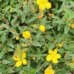 Hypericum patulum花