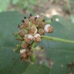 Psychotria vogeliana 果実