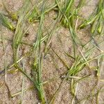 Zostera marina Folha