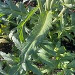 Cynara cardunculus برگ