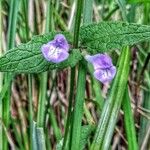 Scutellaria galericulata Іншае