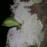 Planchonella cauliflora
