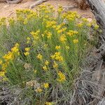 Chrysothamnus viscidiflorus Flower