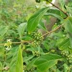 Morinda royoc Fruit