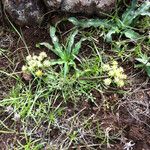 Lomatium dasycarpum Хабит