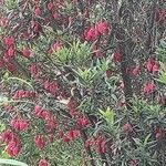 Crinodendron hookerianum Blomma