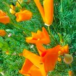 Eschscholzia californica花