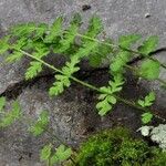 Woodsia alpina 整株植物